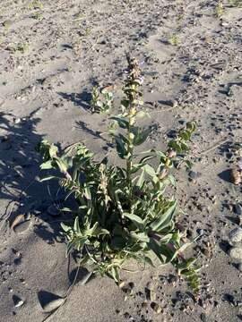 Image of sharpleaf penstemon