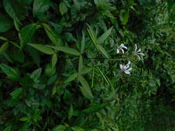 Image of toothed spiderflower