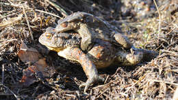 Image of Asiatic Toad
