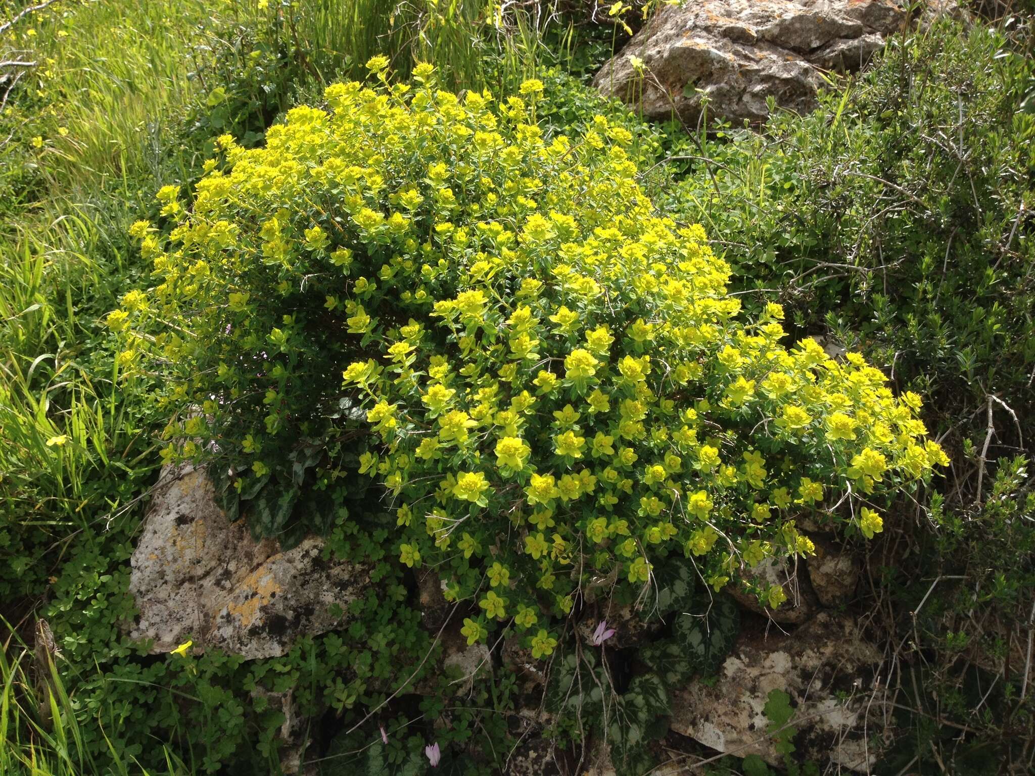 Image of Euphorbia hierosolymitana Boiss.