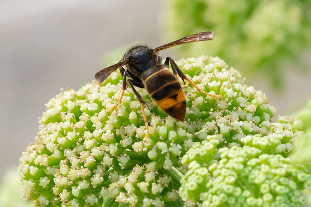 Image of Vespa velutina nigrithorax Buysson 1905