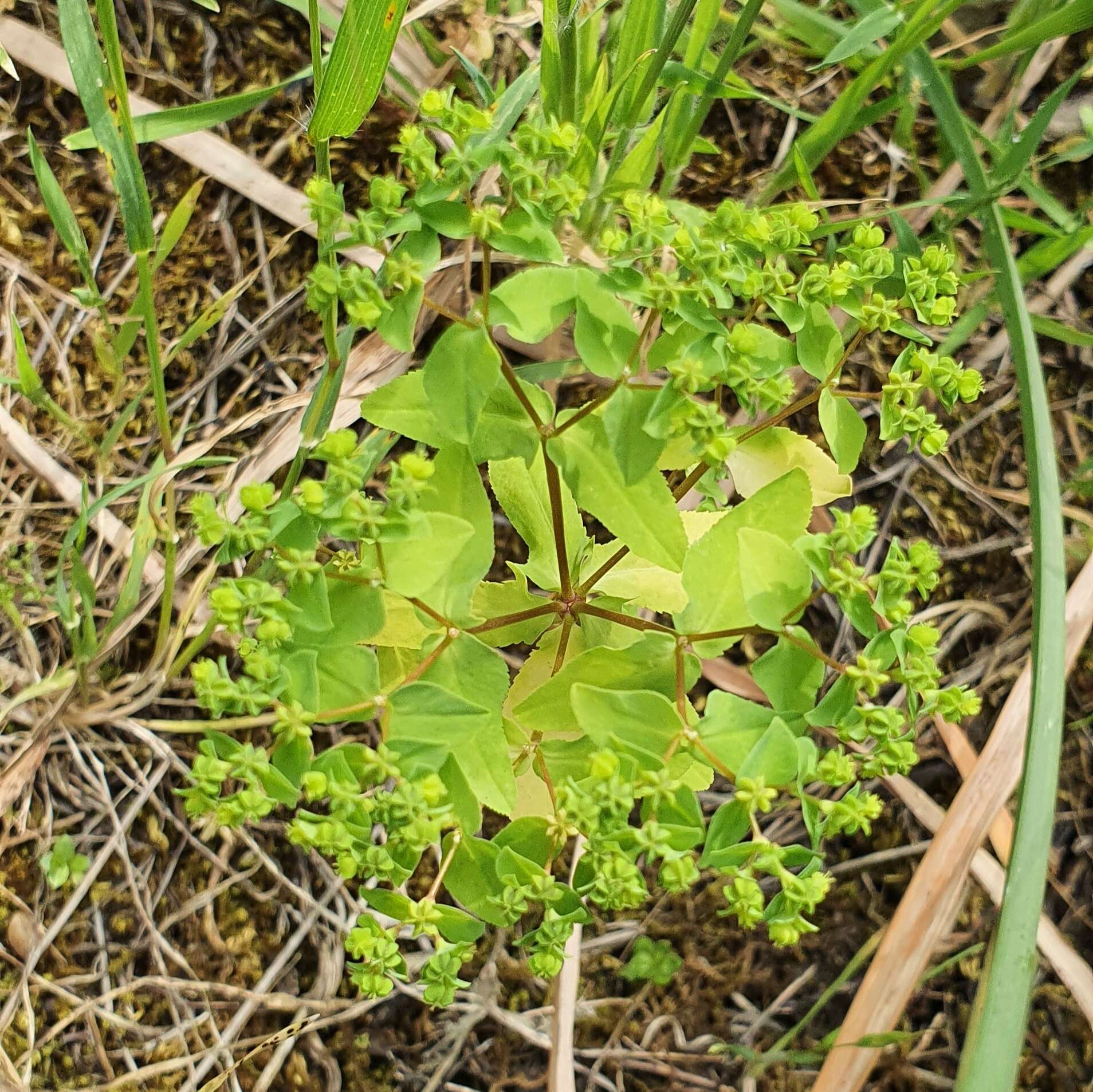 Euphorbia pterococca Brot. resmi