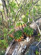 Image of Emory's barrel cactus