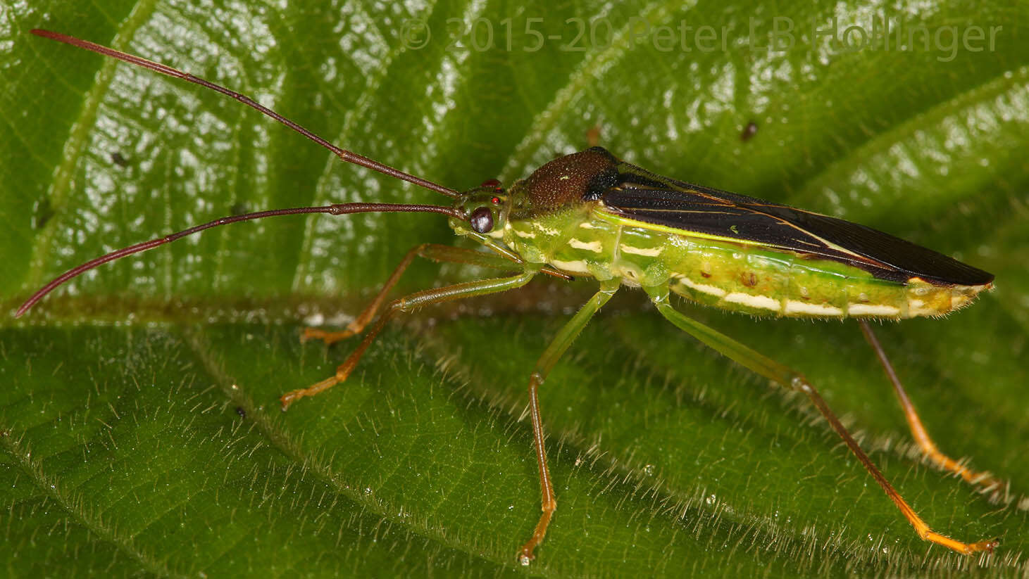 Image of Nectoquintius alajuelensis Brailovsky & Barrera 2002