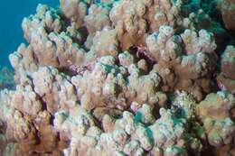 Image of Column coral