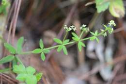 Image of Galium aschenbornii S. Schauer