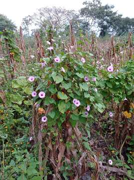 Image of Ipomoea trifida (Kunth) G. Don