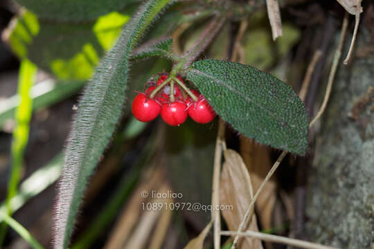 Imagem de Ardisia mamillata Hance