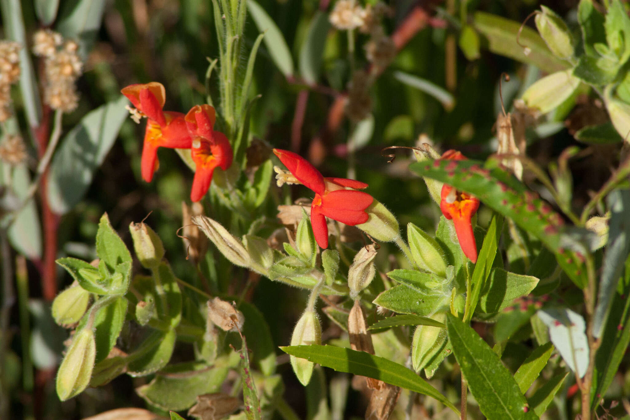 Erythranthe cardinalis (Douglas ex Benth.) Spach resmi