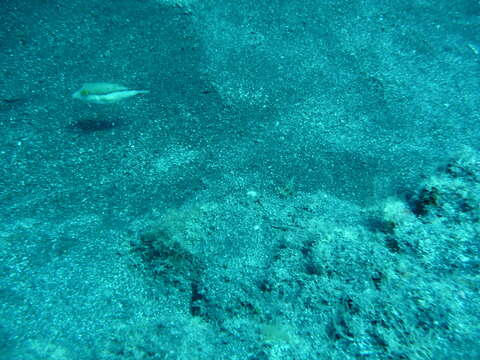 Image of Macaronesian Sharpnose-puffer