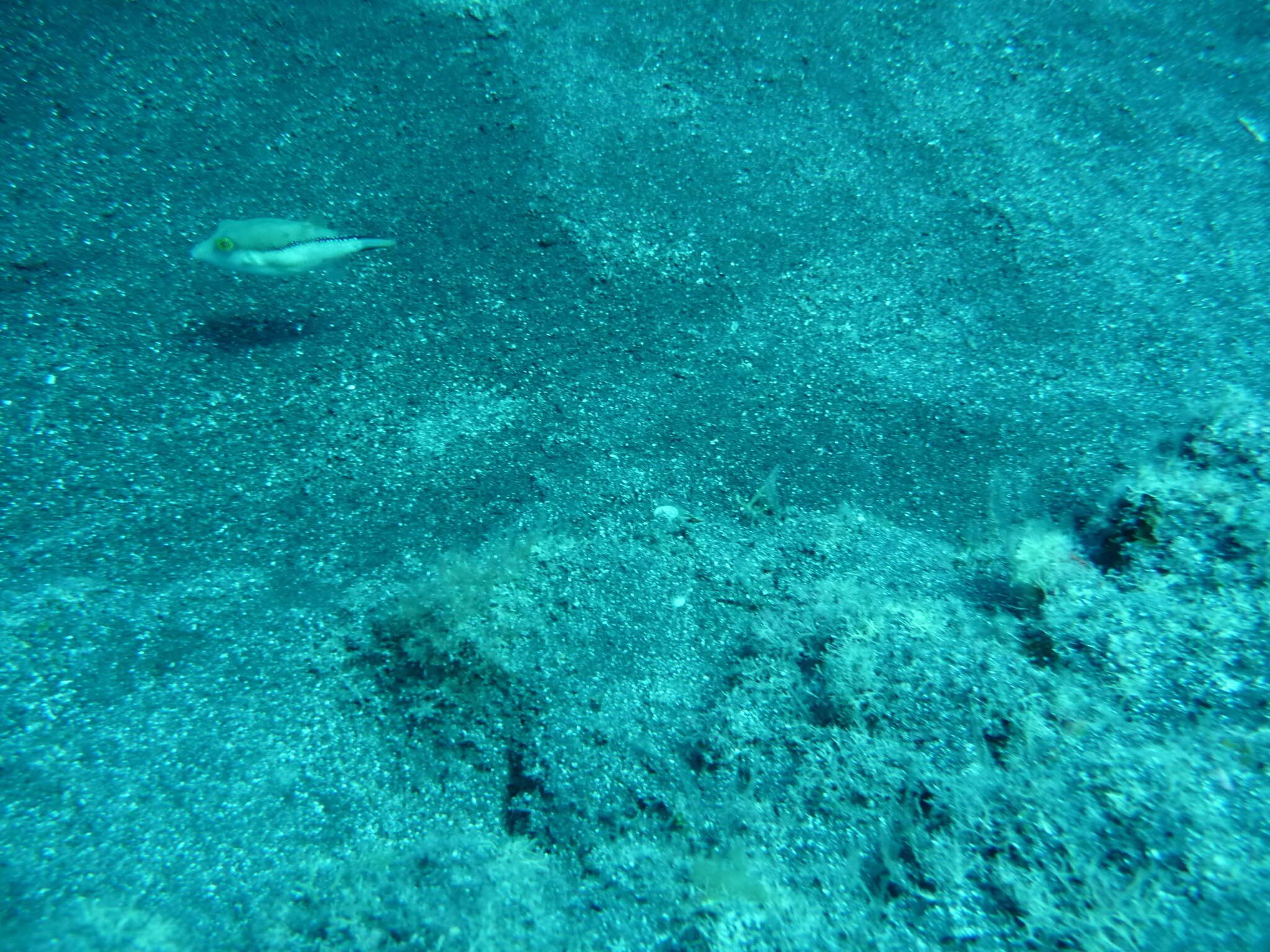 Image of Macaronesian Sharpnose-puffer