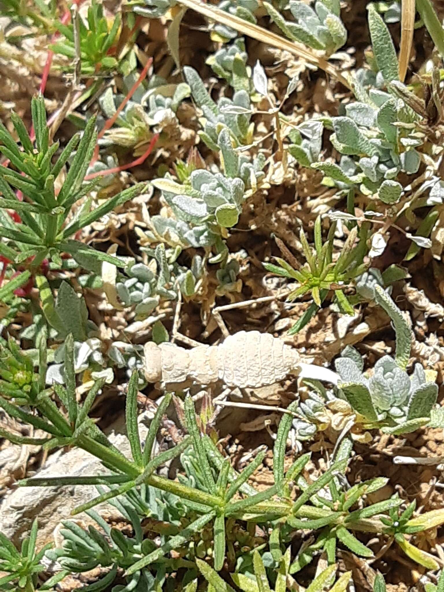 Image of Eremiaphila brunneri Werner 1905