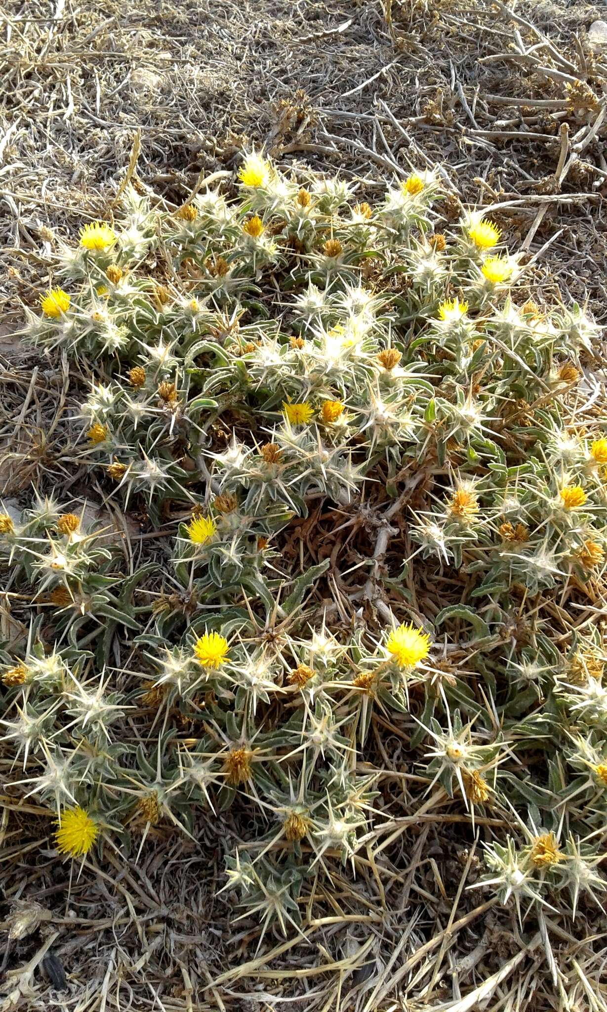 Plancia ëd Centaurea procurrens Sieb. ex Spreng.