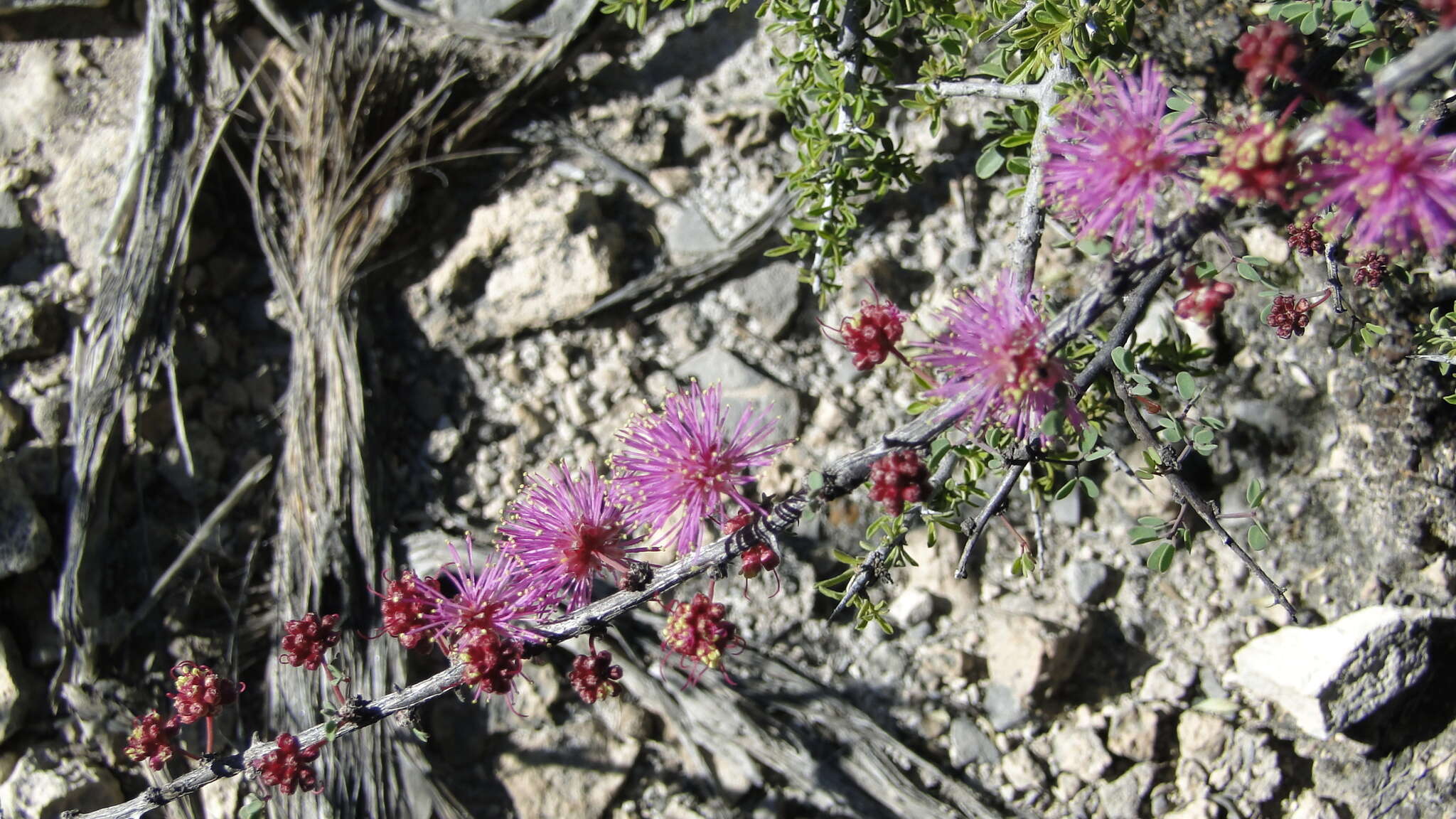 Image de Mimosa zygophylla A. Gray