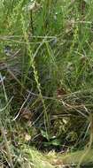 Image of Bog Orchid