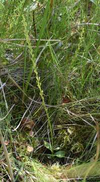 Image of Bog Orchid