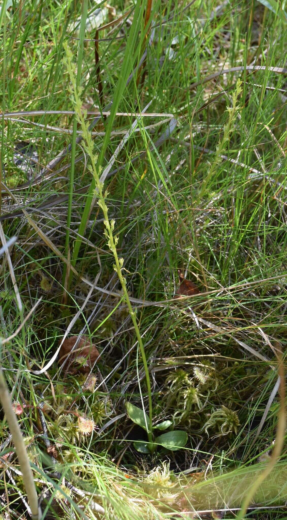 Image of Bog Orchid