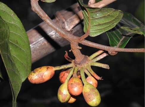 Uvaria littoralis (Blume) Blume resmi