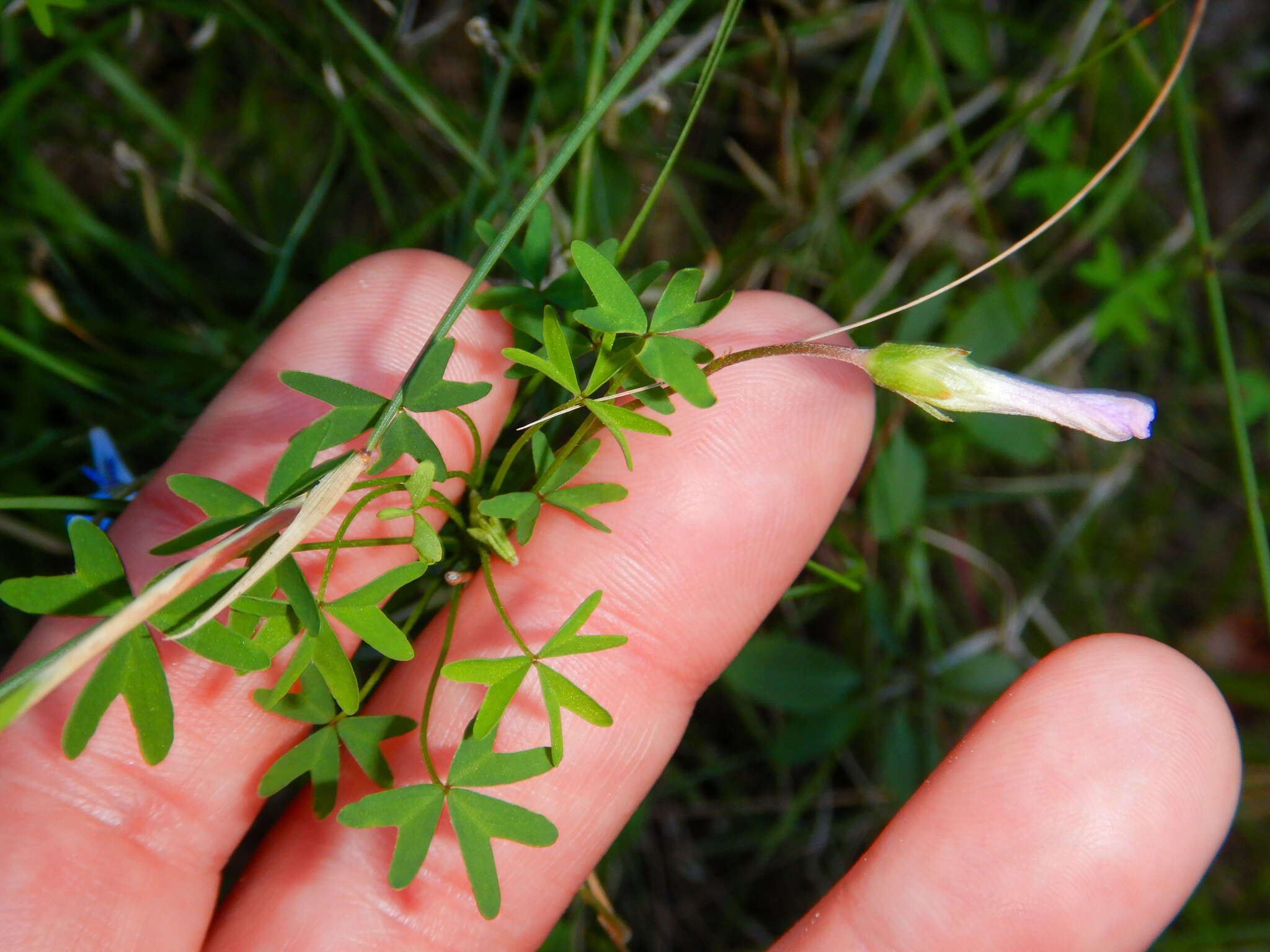 Image of Oxalis bifida Thunb.