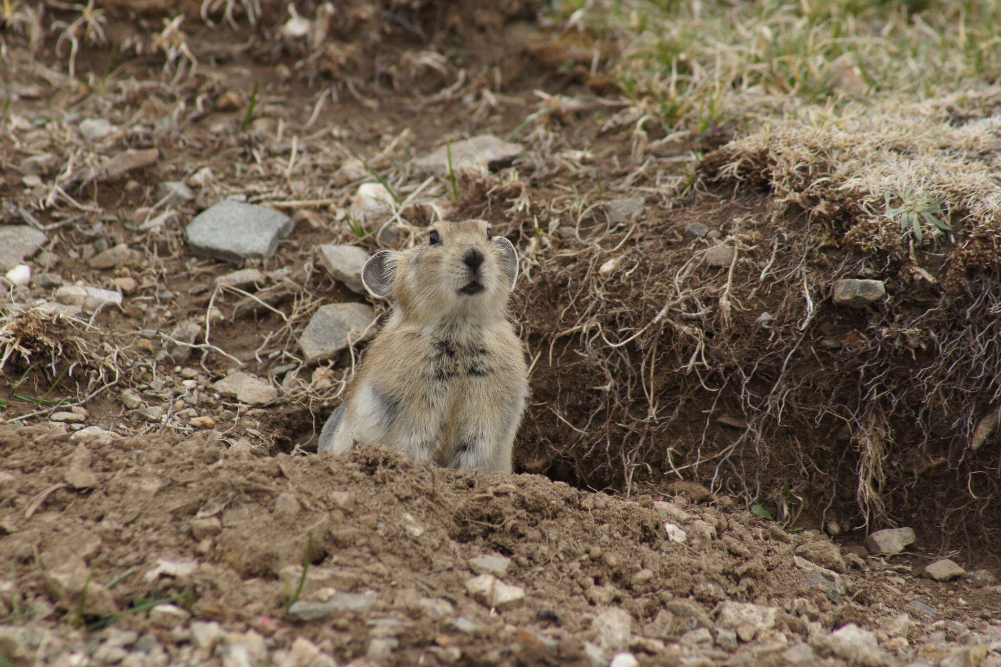 Image of Black-lipped Pika