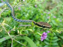 Image of Underwood’s Bronzeback snake