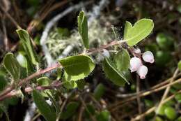 Plancia ëd Arctostaphylos nummularia subsp. nummularia