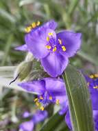 Image of longbract spiderwort