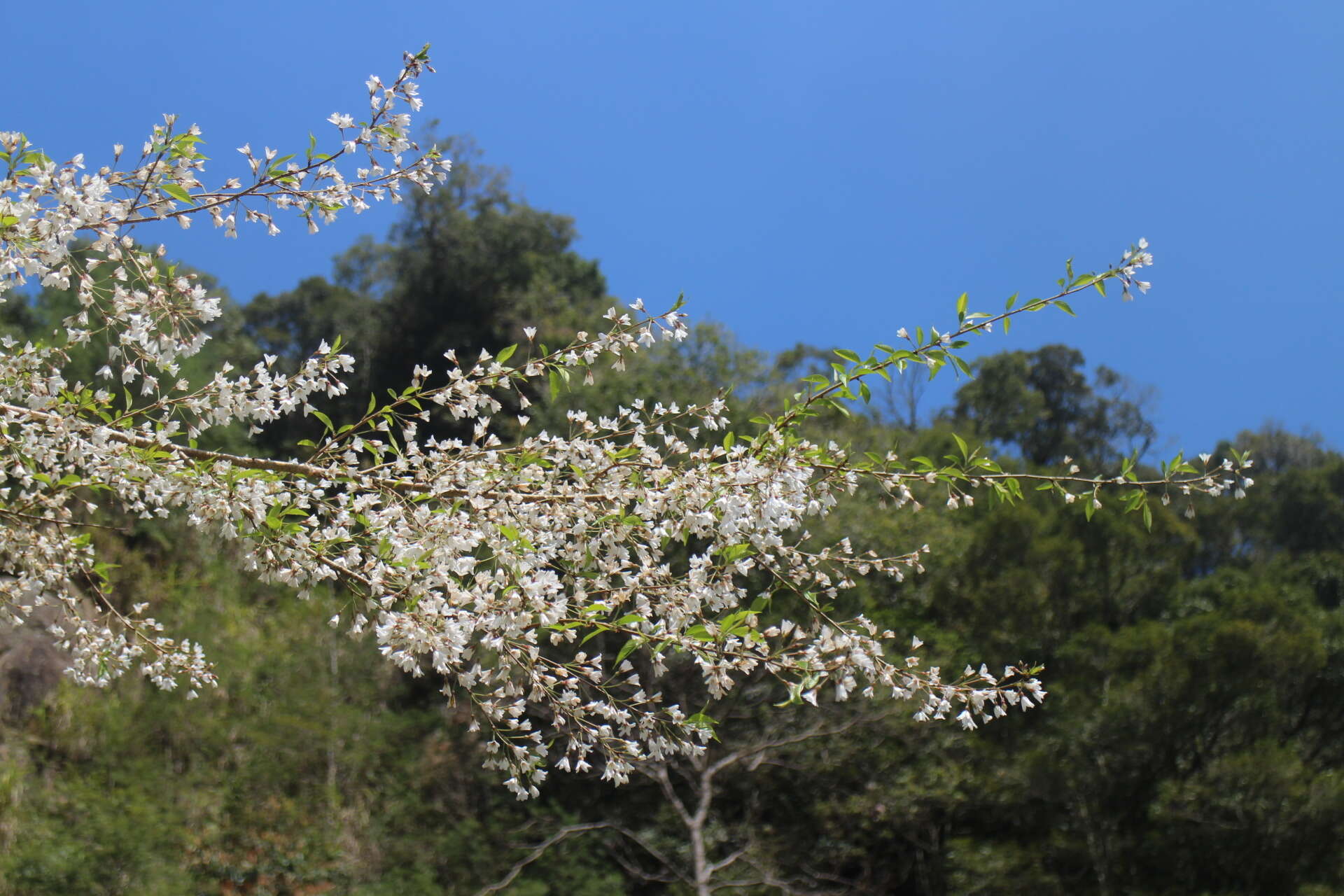 Imagem de Prunus spachiana (Lavallee ex H. Otto) Kitamura