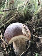 Sivun Boletus aereus Bull. 1789 kuva