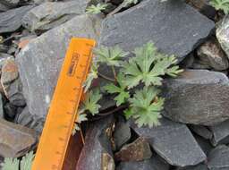 Image of Delphinium caucasicum C. A. Mey.