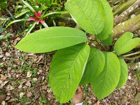 Image of Passiflora arborea Spreng.