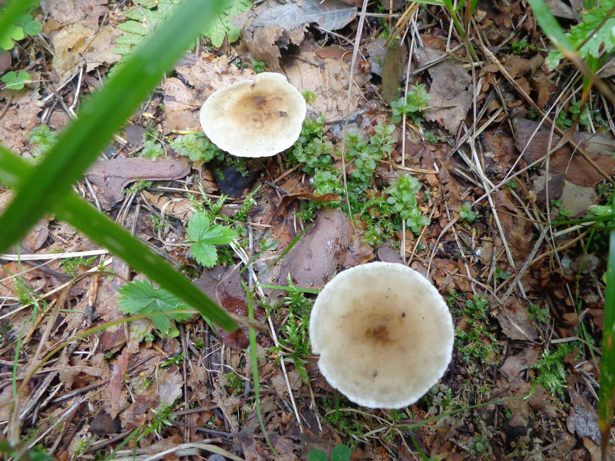 Image of Ampulloclitocybe