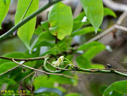 Imagem de Stauntonia obovatifoliola Hayata