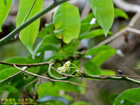 Image of Stauntonia obovatifoliola Hayata