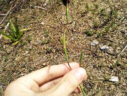 Image of Moraea inconspicua subsp. inconspicua