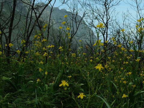 Image of Moraea ramosissima (L. fil.) Druce