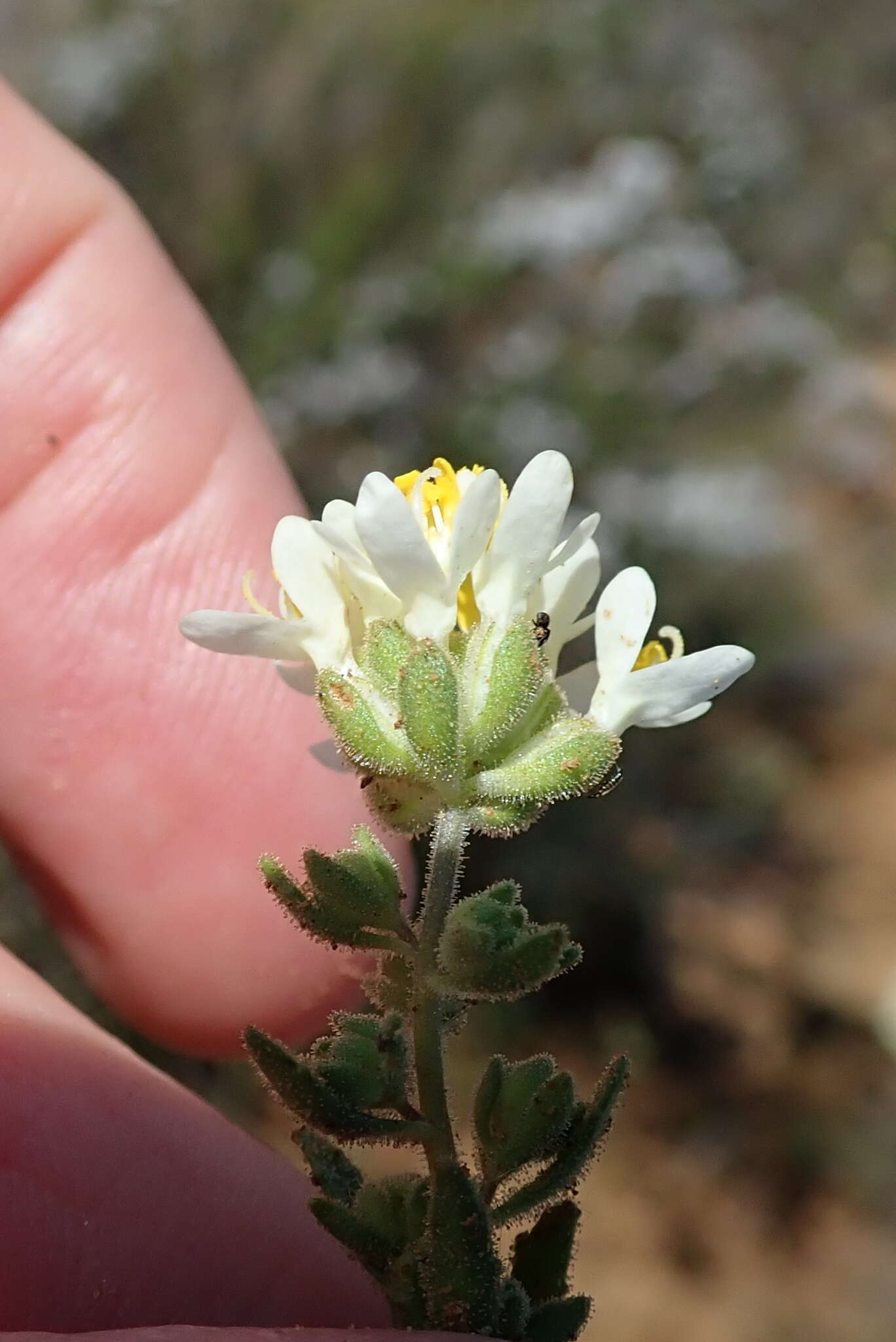 Image de Polycarena aurea Benth.