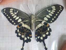 Sivun Papilio menestheus Drury (1773) kuva