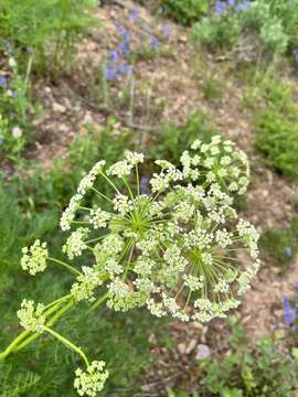 Ligusticum filicinum S. Wats.的圖片