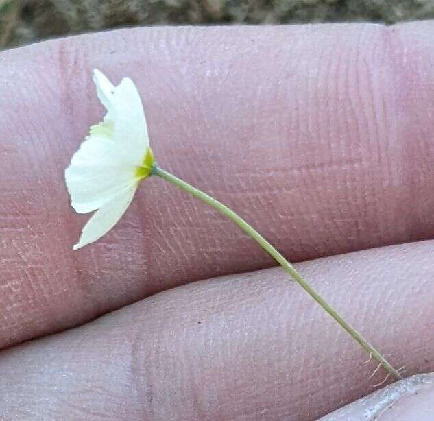 Imagem de Platystigma linearis Benth.