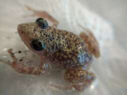 صورة Eleutherodactylus guttilatus (Cope 1879)