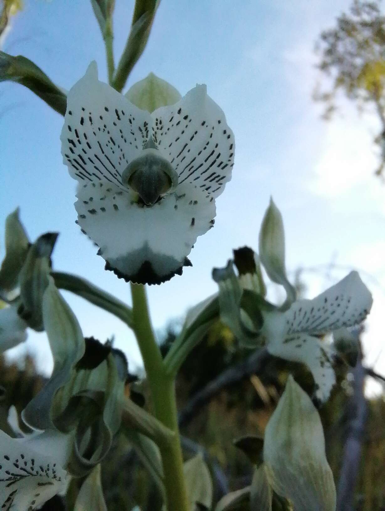 Image of Chloraea galeata Lindl.