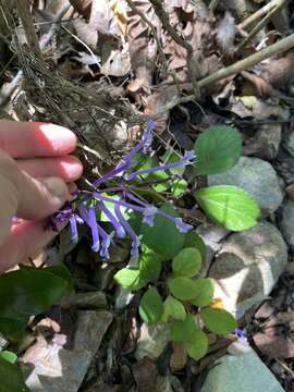 Image of Plectranthus hilliardiae Codd