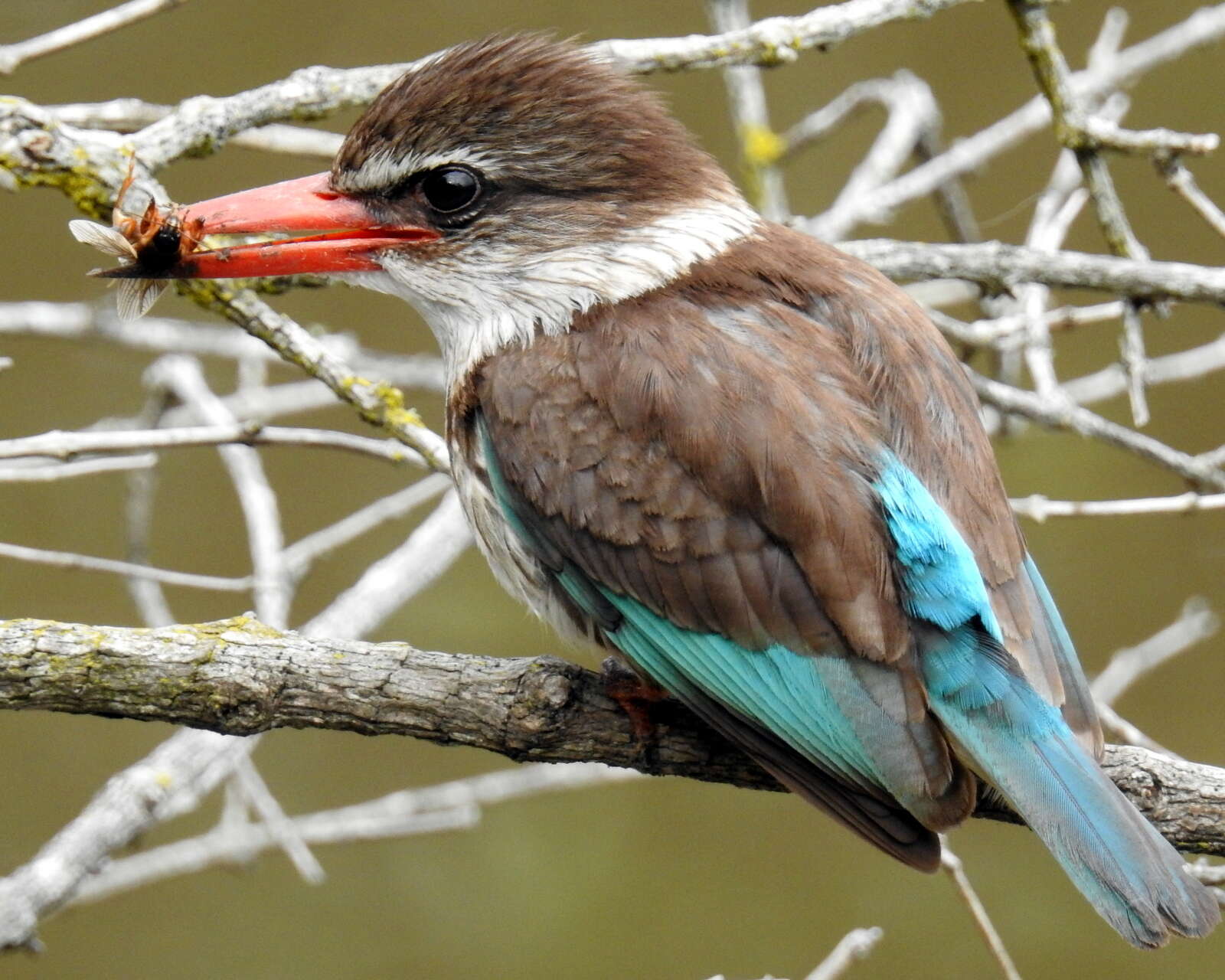 Imagem de Gryllotalpa africana Palisot de Beauvois 1805