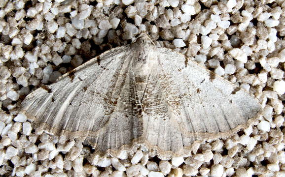 Image de Gnopharmia stevenaria Boisduval 1840