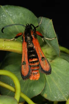 Image de Chamaesphecia anthraciformis Rambur 1832