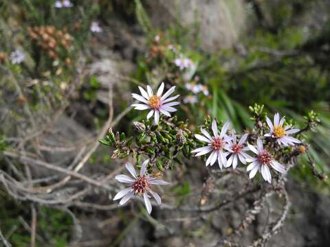 Image of Diplostephium hartwegii Hieron.