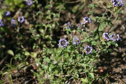 Imagem de Phyllopodium cuneifolium (L. fil.) Benth.