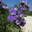 Psoralea brilliantissima的圖片