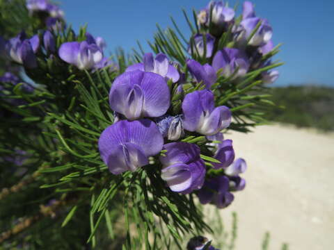 Image of Psoralea brilliantissima